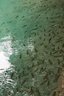 gal/cro 08/_thb_small-IMG_5607.JPG